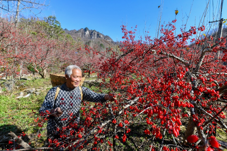 村民采摘山茱萸(资料图)。陈飞摄